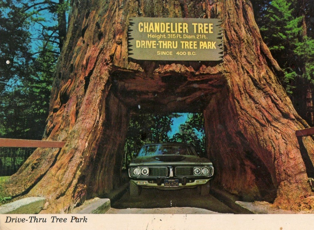 drive-thru tree